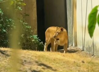 Zoológico onde jovem foi morto por leoa anuncia data de reabertura