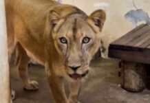 Zoo onde jovem foi morto por leoa reabre com novas regras e câmeras com IA