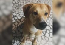 Suspeitos de matar cão Orelha tentaram afogar outro cachorro, diz polícia