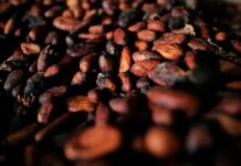 Mercado de cacau deve alcançar superávit na safra, diz consultoria
