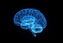 Bactérias intestinais podem afetar memória e ter ligação com Alzheimer