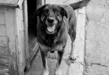 Caso “Cão Orelha”: governador Jorginho Mello promete avanços na investigação e morte do animal comove até Manaus