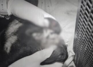 Adolescentes são apreendidos após matar cão jogando de prédio em SC