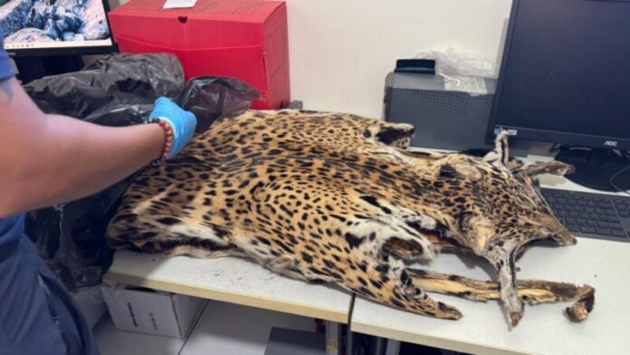 SSP-AM_POLICIA_CIENTIFICA_FORTALECE_INVESTIGACAO_CRIMINAL_LAUDOS_PERICIAIS_FOTO_FABIO_ALVES_SSP_AM-1024x576