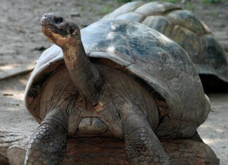 Tartarugas-Gigantes retornam à Ilha Floreana, Galápagos, após quase 150 anos de ausência