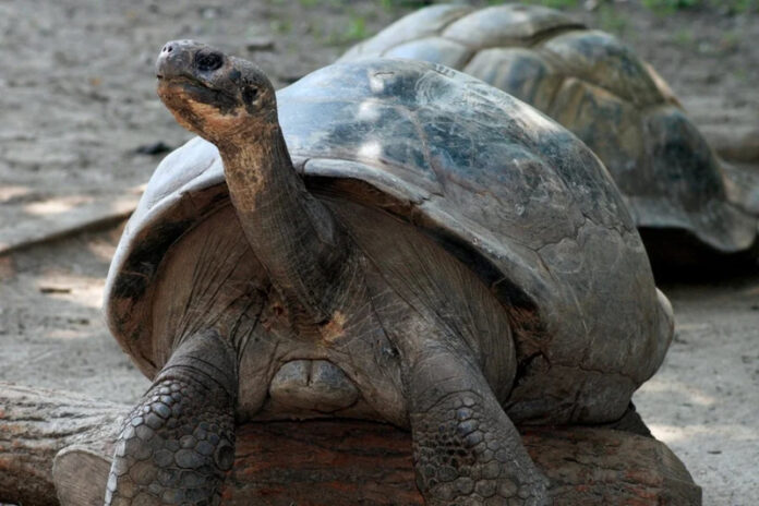 Tartaruga-gigante-de-Galapagos-1