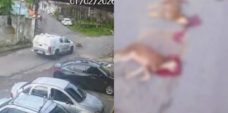 Viatura da Polícia Militar atropela e mata duas cadelas na Zona Norte de Manaus; caso é investigado – Vídeo
