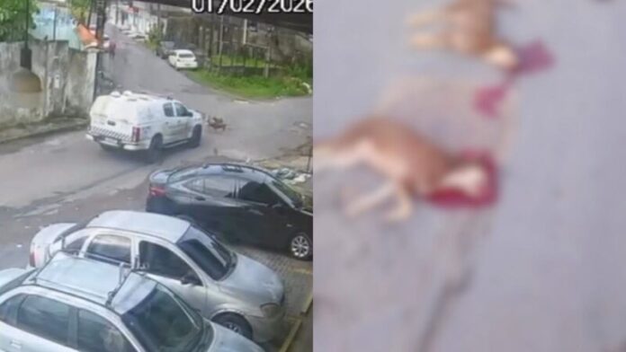 WhatsApp Image 2026-02-01 at 16.33.16