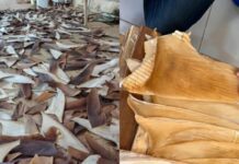 PF apreende 1,5 tonelada de barbatanas de tubarão ilegais em casa na Bahia