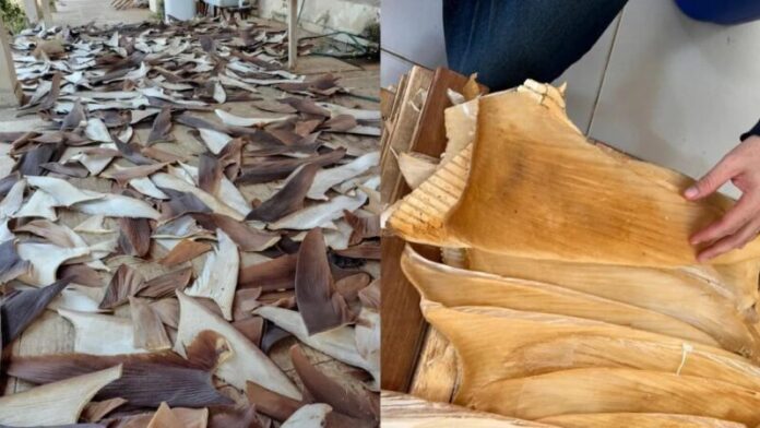 image - 2026-02-13T081444.634