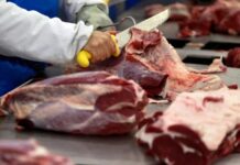 Exportações de carne bovina fortalecem parcerias comerciais além da China