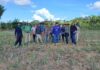 Idam conclui o plantio de 9,25 mil mudas de abacaxi em Unidade Demonstrativa de Humaitá