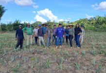 Idam conclui o plantio de 9,25 mil mudas de abacaxi em Unidade Demonstrativa de Humaitá
