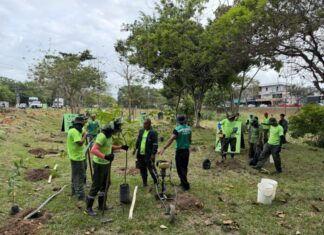 Manaus planta 13.400 mudas até março e já atinge 40,6% da meta anual de arborização