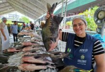 ADS comercializa mais de 37 toneladas de peixe em três dias do Feirão do Pescado na Semana Santa