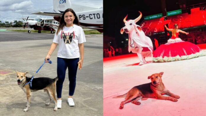 Joana-Darc-resgata-Garamelo-cachorro-que-viralizou-no-Festival-de-Parintins-e-leva-animal-para-receber-cuidados-em-Manaus