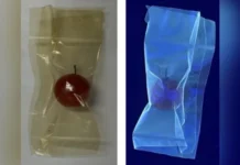 Revestimento feito com casca de abóbora pode substituir embalagens plásticas, aponta estudo