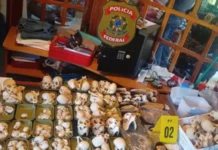 PF prende suspeitos de tráfico internacional de ovos de aves silvestres na Espanha