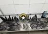 Receita Federal apreende mais de 17 toneladas de barbatanas de tubarão em SC