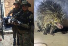 Guarda Municipal resgata jabuti e porco-espinho e combate queimada irregular em Manaus