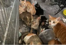 Polícia prende 12 suspeitos de roubar gatos para comércio de carne no Vietnã