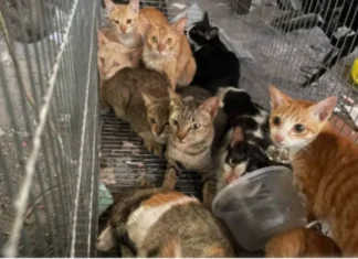Polícia prende 12 suspeitos de roubar gatos para comércio de carne no Vietnã