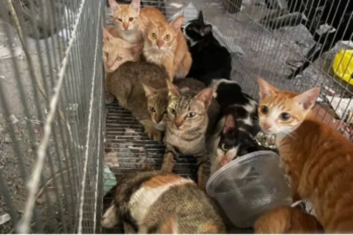 quadrilha-e-presa-apos-roubar-2-7-mil-gatos-para-venda-de-carne-no-vietna