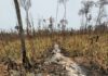 Idam orienta agricultores do Amazonas sobre preparo do solo sem uso de fogo em 36 municípios em emergência por incêndios florestais